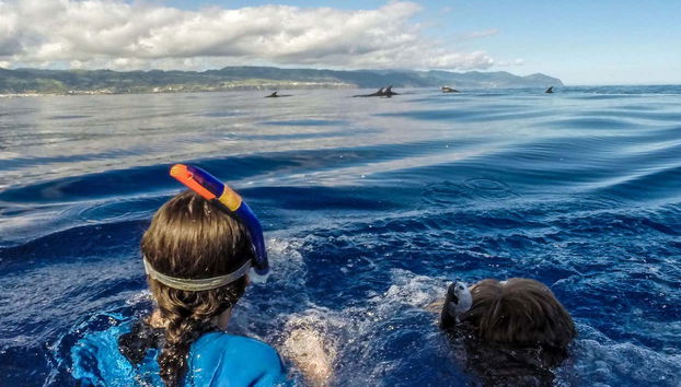 Nadando em direção aos golfinhos