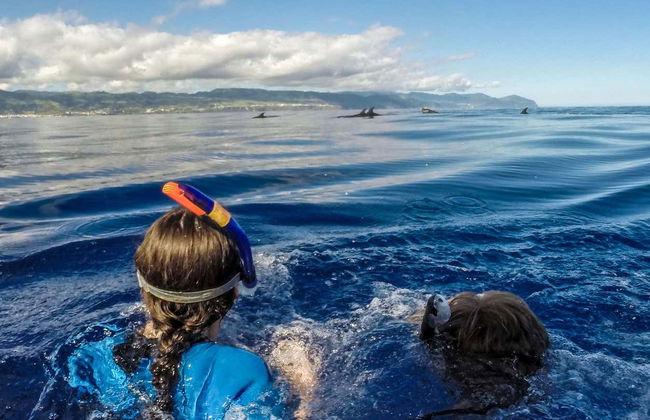 Swimming with Dolphins in Vila Franca do Campo - Photo 5