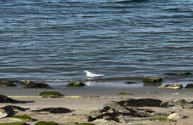 Villa in Bergen op Zoom With Luxury Interiors - Foto 18