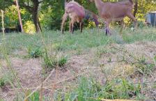 Apartman Barbara - Foto 30