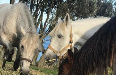 Azores Haven Hill - Foto 25