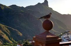 El Rinconcito de Tejeda - Foto 21