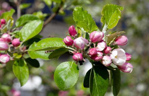 Ferienwohnung am Marienbach - Photo 3