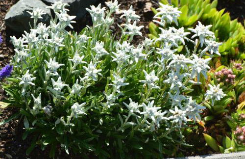 Bergblick Lodge - Photo 3