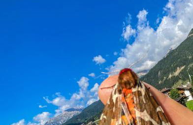 Cesa Bernard - Apartment Cima 12 e new Apartment Fraine - Foto 34