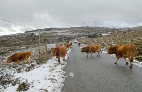 Casa da Covinha - Branda da Aveleira - Foto 29