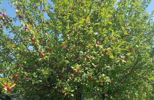 Apartamenty Holiday Slaw jacuzzi bilard - Foto 19