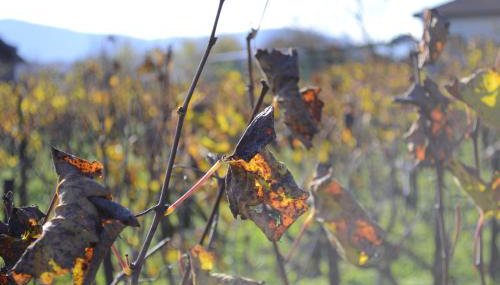 AMPELOPETRA - Slow Country Living - Foto 5