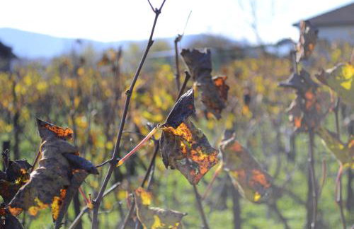 AMPELOPETRA - Slow Country Living - Photo 5