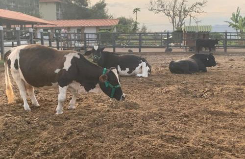 Monte Castelo Gravatá - Foto 19