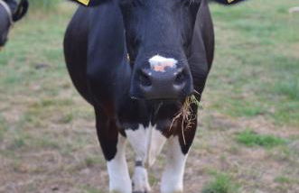 Reiterhof Gründeich - Foto 70