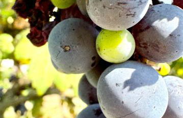 Casa del Vigneto - NEW near VENICE - rooms+bathroom - INDEPENDENT - Foto 23