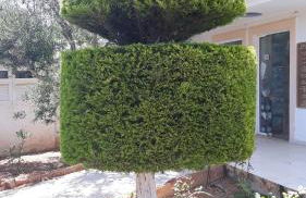 Pela Apartments - Foto 40