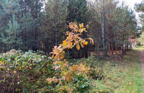 W Pelniku - Photo 74