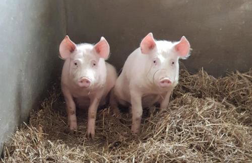 Kastanienhof - Photo 14