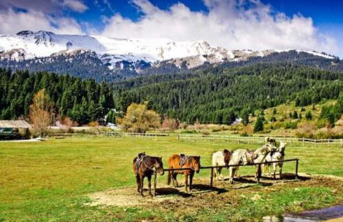 Villa Gomfoi Trikala - Smart Town BnB - Foto 41