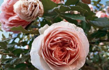 Au 3 La Cour à Tôt - Foto 7