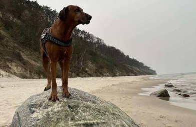 Ferienhaus Diana mit Sauna und Whirlpool Polnische Ostsee - Photo 61