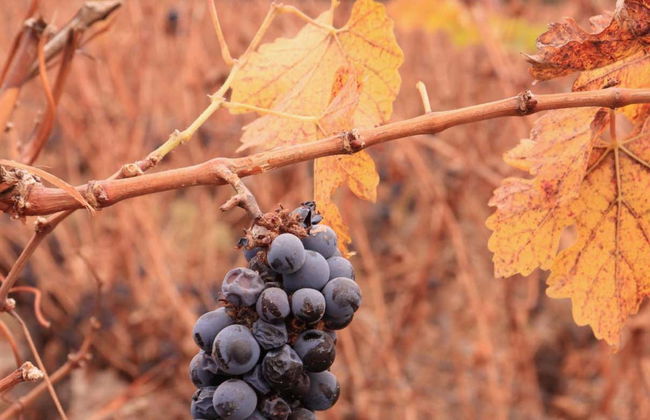 Tour por la Viña Cousiño Macul y el Templo Bahaí - Foto 1