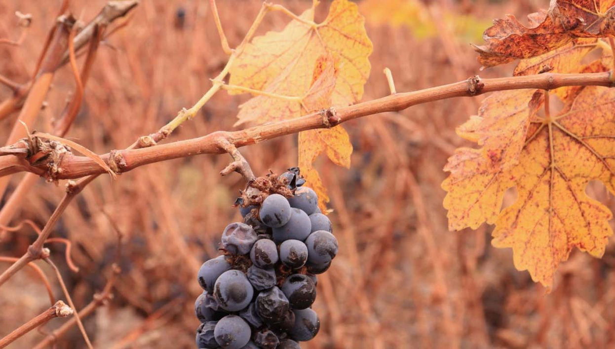 Cousiño Macul Vineyard & Baha'i Temple Tour