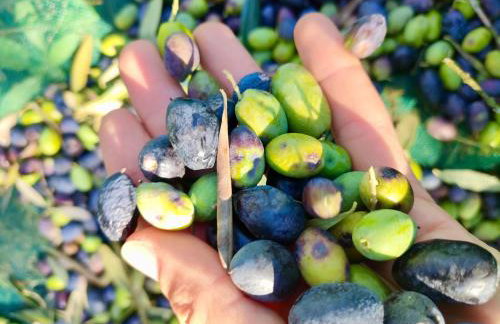 MT Seafront Residence - Foto 8