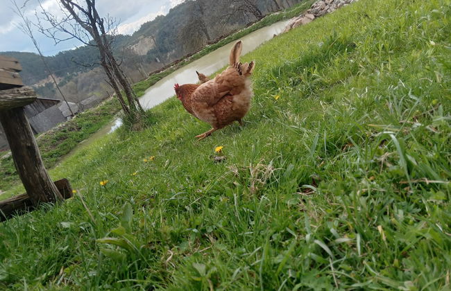 Room in Guest Room - Cozy Rural Retreat in Roşia Montana - Foto 54