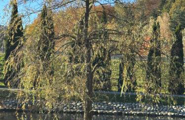 Różany Ogród - Foto 21