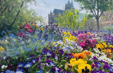 "Erfurt genießen" - Foto 22