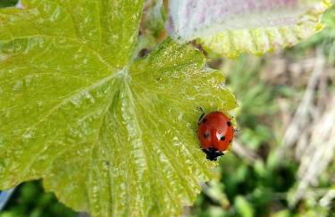 Quinta De Vila Nova - Agroturismo - Foto 6