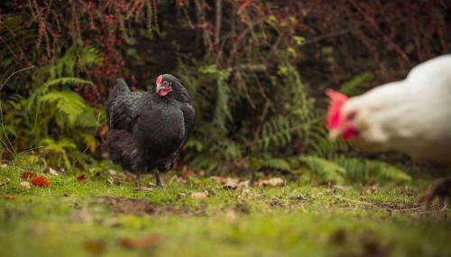 Gelly Dylan Thomas Paradise - Foto 4