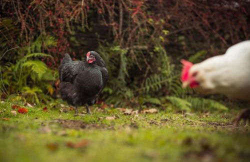 Gelly Dylan Thomas Paradise - Foto 4