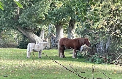 New Forest holiday lodge - Foto 42