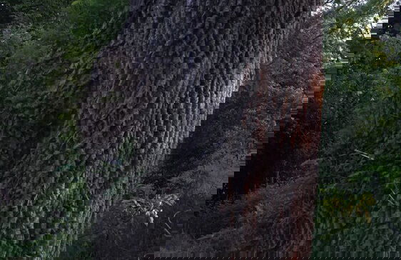 Off-grid Cork Cabin With It's Own Island - Foto 8