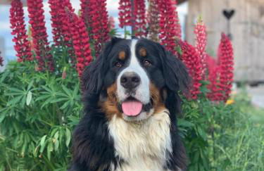 Woidzeit by Sigl - Foto 30