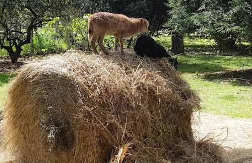 Maison de campagne avec jardin - Foto 10