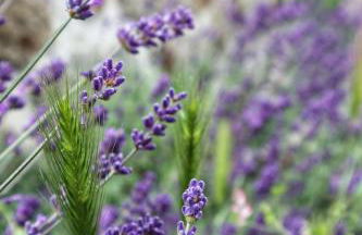 A Casa do Soito - Foto 28