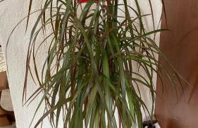 Suzie's House - Road to Loutra Pozar - Foto 23