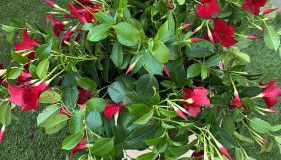 La casa dar braschi - Foto 3