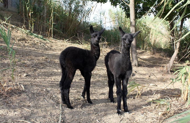Azienda Agricola I Colli di Marliano - Photo 25