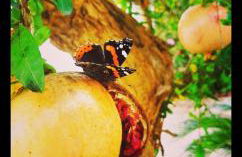 Villa Memia - Foto 33