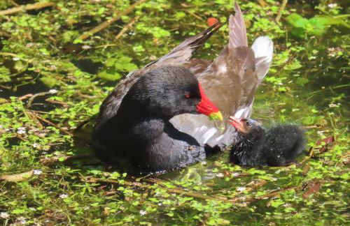 Bellows Mill - Photo 13