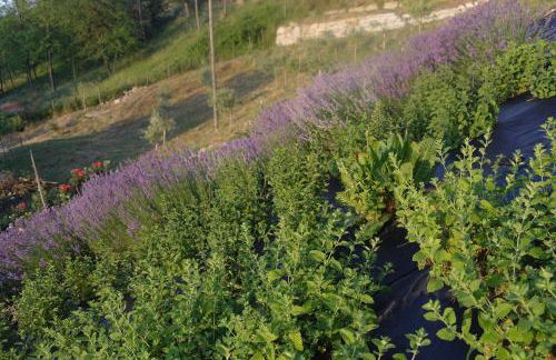 casa banana - Foto 22