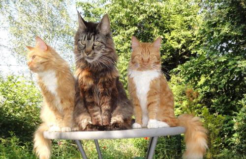 ruhiges Wohnen am Lama und Maine Coon Hof in Alleinlage in Biederbach 3 Zimmer mit Kochgelegenheit Bad - Foto 4