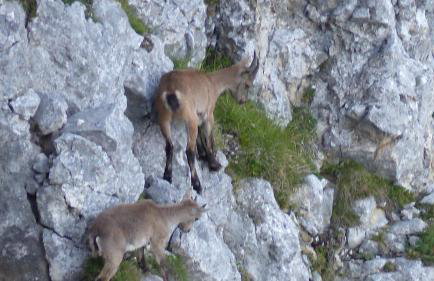 Ferienwohnung Allgäuer Landhaus Stocker in Hopferau-Füssen - Foto 53