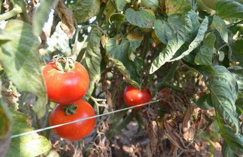 Casa Muraglia Studio/Studio Under Castle - Photo 24