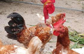 Villa Brava Atlântico - Foto 49