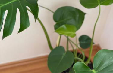 Sam & Karo Boutique Apartment - Foto 7