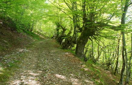 Apartamentos Blanca Senda del Oso - Foto 49