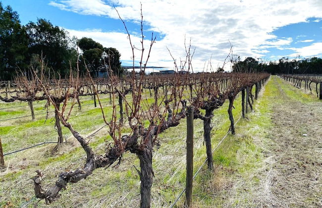 Barossa Getaway GabbyHouse with Vineyard - Foto 18