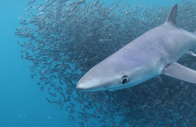 Snorkel con tiburones en la isla de Faial - Foto 1